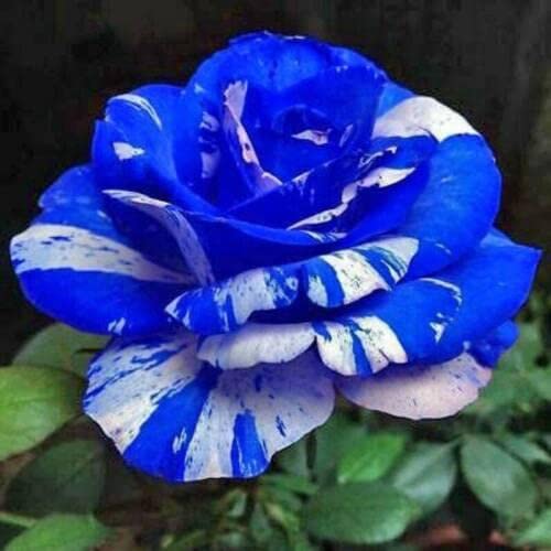 White Blue flower seeds