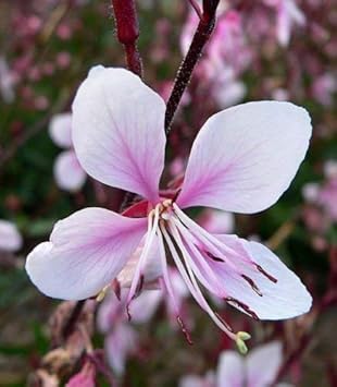 Pink Whirling flower seeds