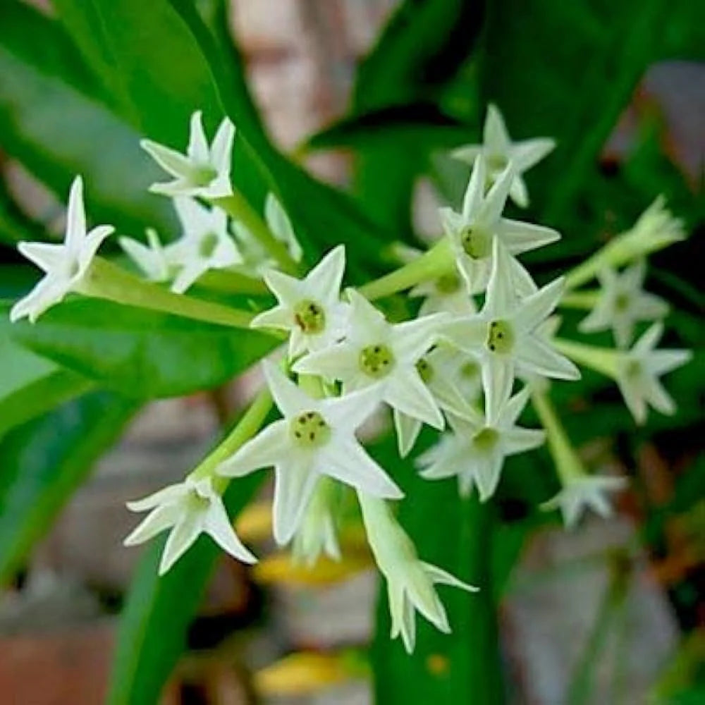 Cestrum Nocturnum flower seeds