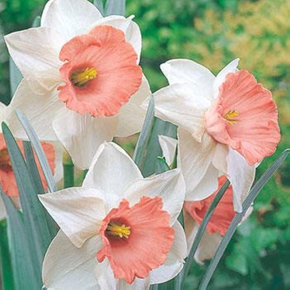 Nema Double flower seeds