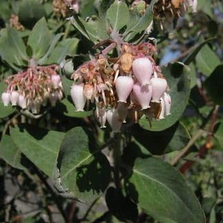Whiteleaf Manzanita flower seeds