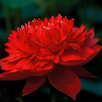 Royal Lotus plant