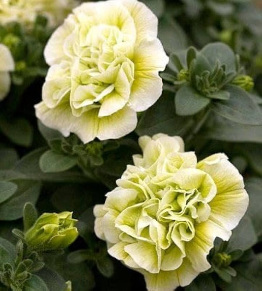 Cream Petunia flower seeds
