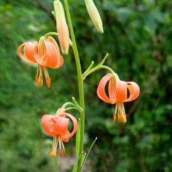 Lilium Martagon flower seeds