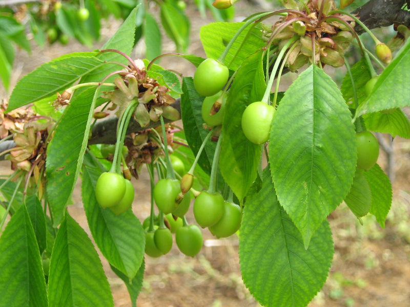 Light Green and Red Cherry Fruit Seeds for Planting – Heirloom Non-GMO Garden Seeds