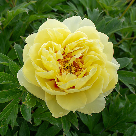 Yellow Peony flower seeds