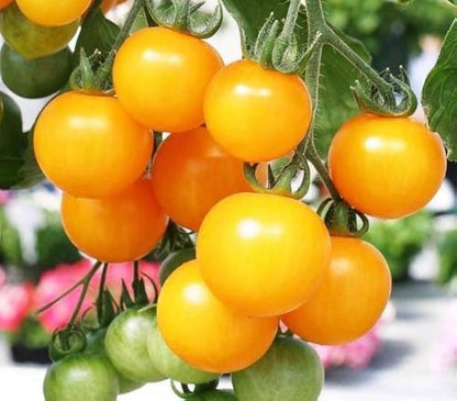 Heirloom Tomato Vegetable Seeds for Planting – Heirloom Non-GMO Garden Seeds
