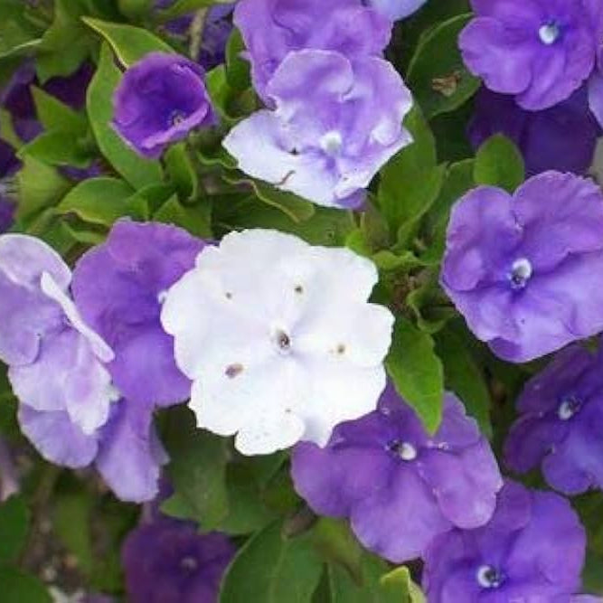 Brunfelsia plant