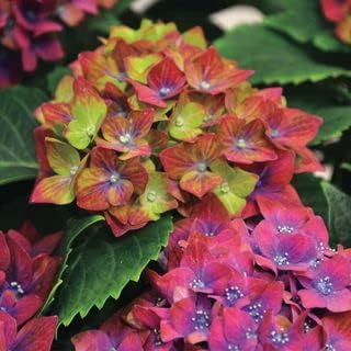 Green Red flower seeds