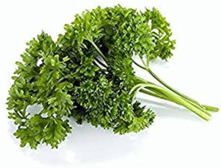 Curled Parsley Herb Seeds for Planting – Heirloom Non-GMO Garden Seeds