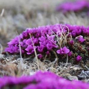 Purple Saxifraga flower seeds