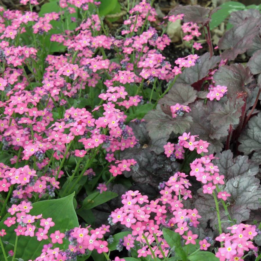 Myosotis Sylvatica flower seeds