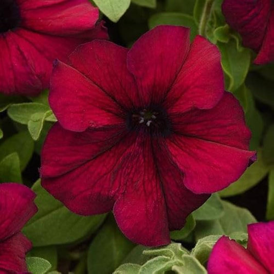 Burgundy Logro flower seeds