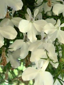 White Regatta flower seeds