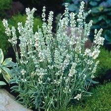 White Lavender flower seeds