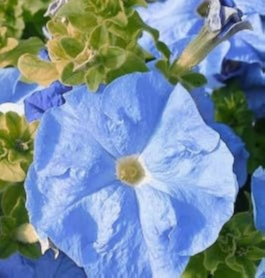 Sky Blue flower seeds
