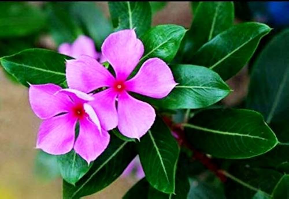 Catharanthus flower seeds