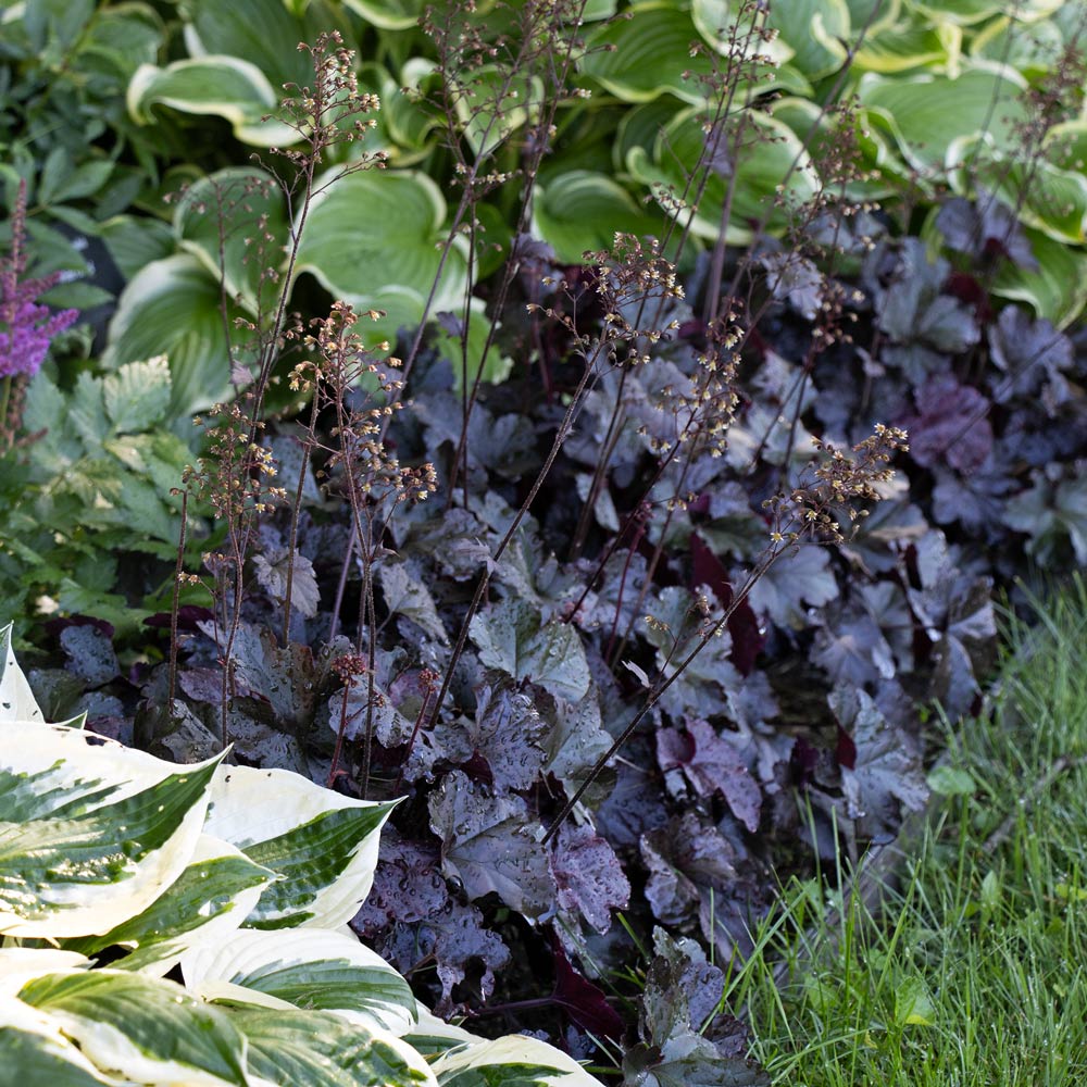Black Obsidian flower seeds