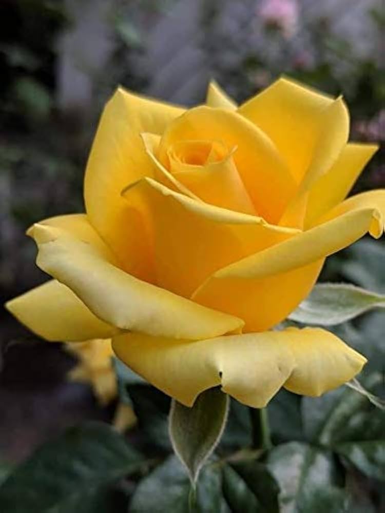 Goldish Yellow flower seeds
