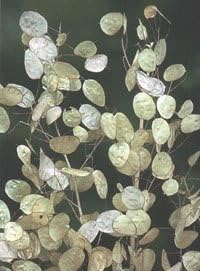 White Lunaria flower seeds