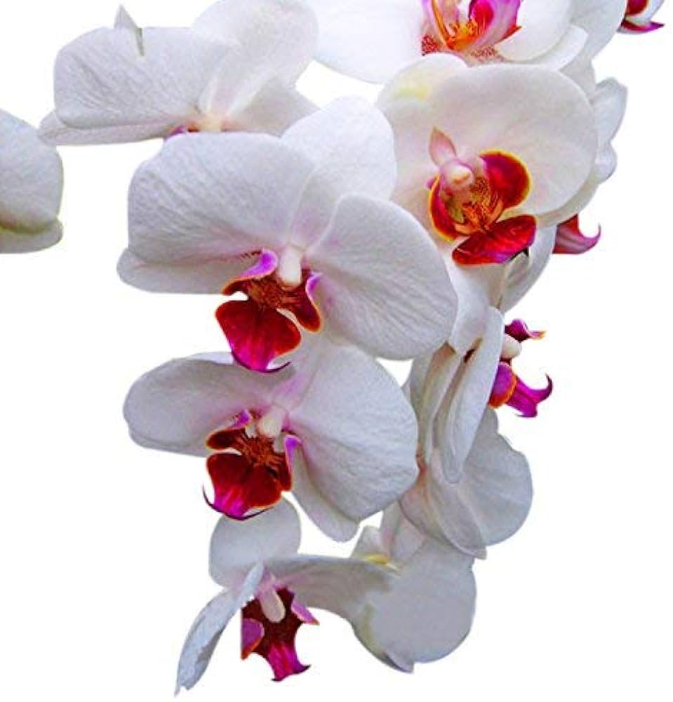 Butterfly Orchid flower seeds