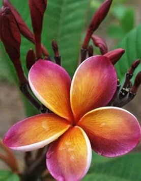 Purple Yellow flower seeds