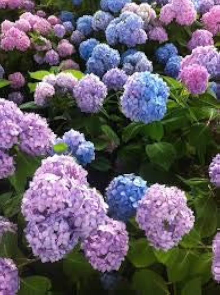 Blue White flower seeds