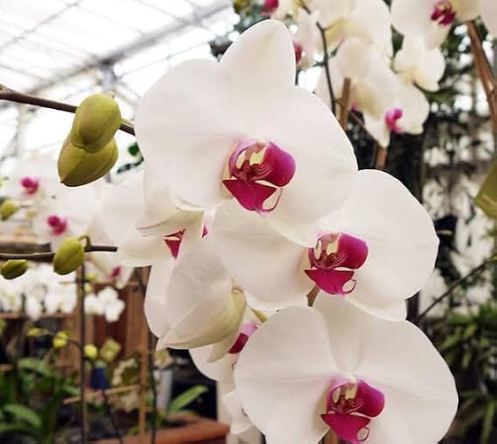 White Red flower seeds
