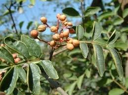 Brown Zanthoxylum flower seeds