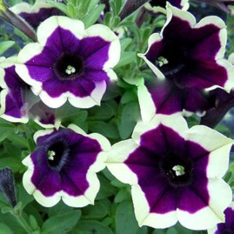 Dark Purple Magenta Petunia Flower Seeds for Planting – Heirloom Non-GMO Garden Seeds