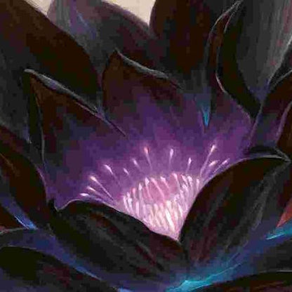Black Lotus plant