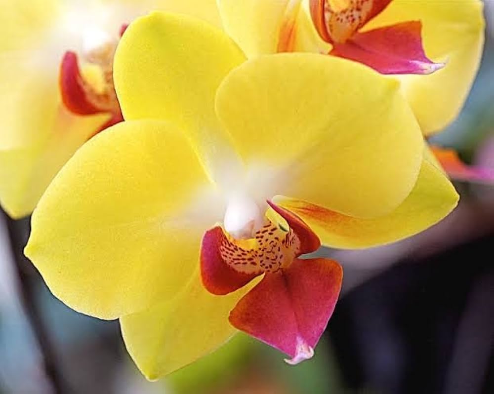 Yellow Phalaenopsis flower seeds