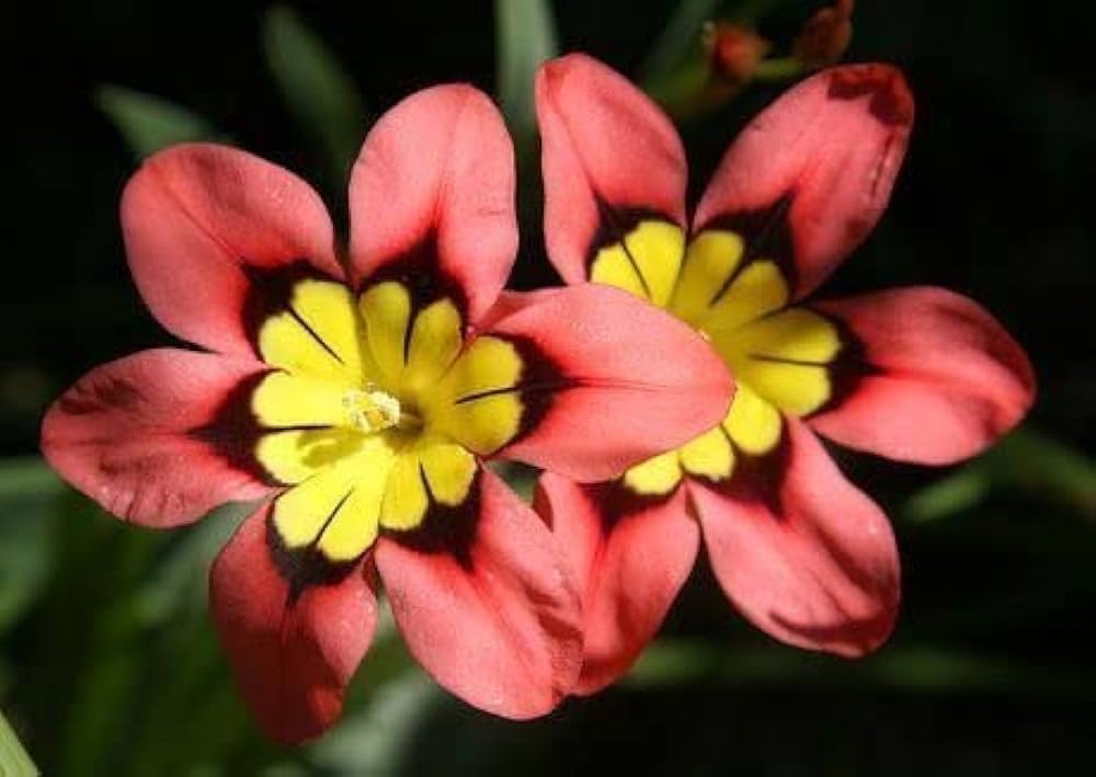 Thick Pink flower seeds