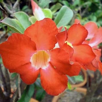 Adenium Obesum flower seeds