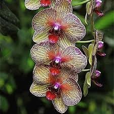 Cymbidium Orchid flower seeds