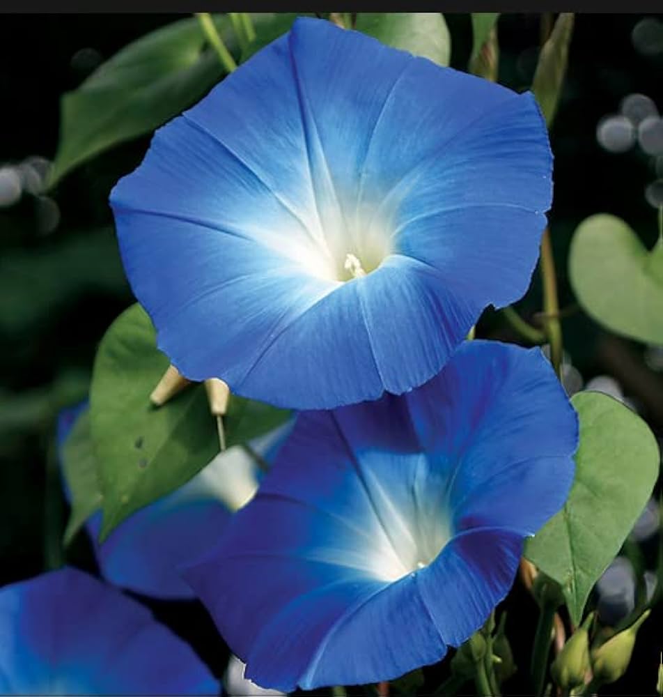 Giant Blue flower seeds