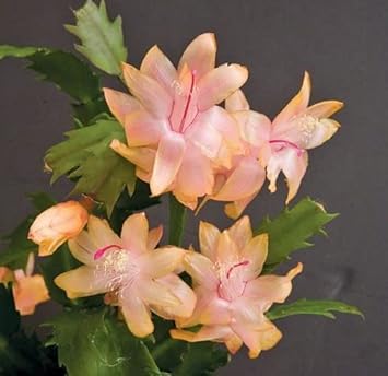 Zygocactus Peach flower seeds