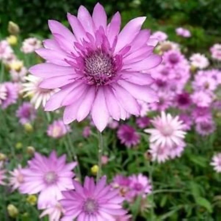 Lavender Xeranthemum flower seeds