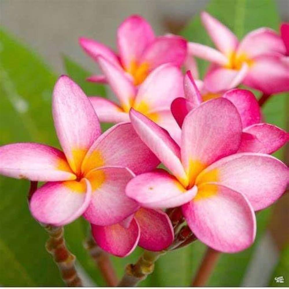 Dark Pink flower seeds