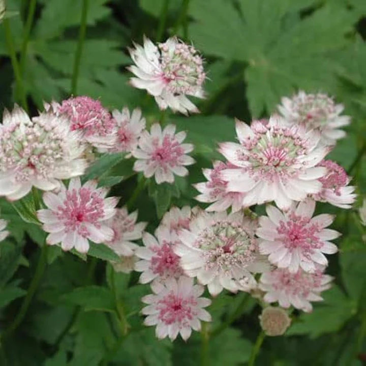 Astrantia flower seeds