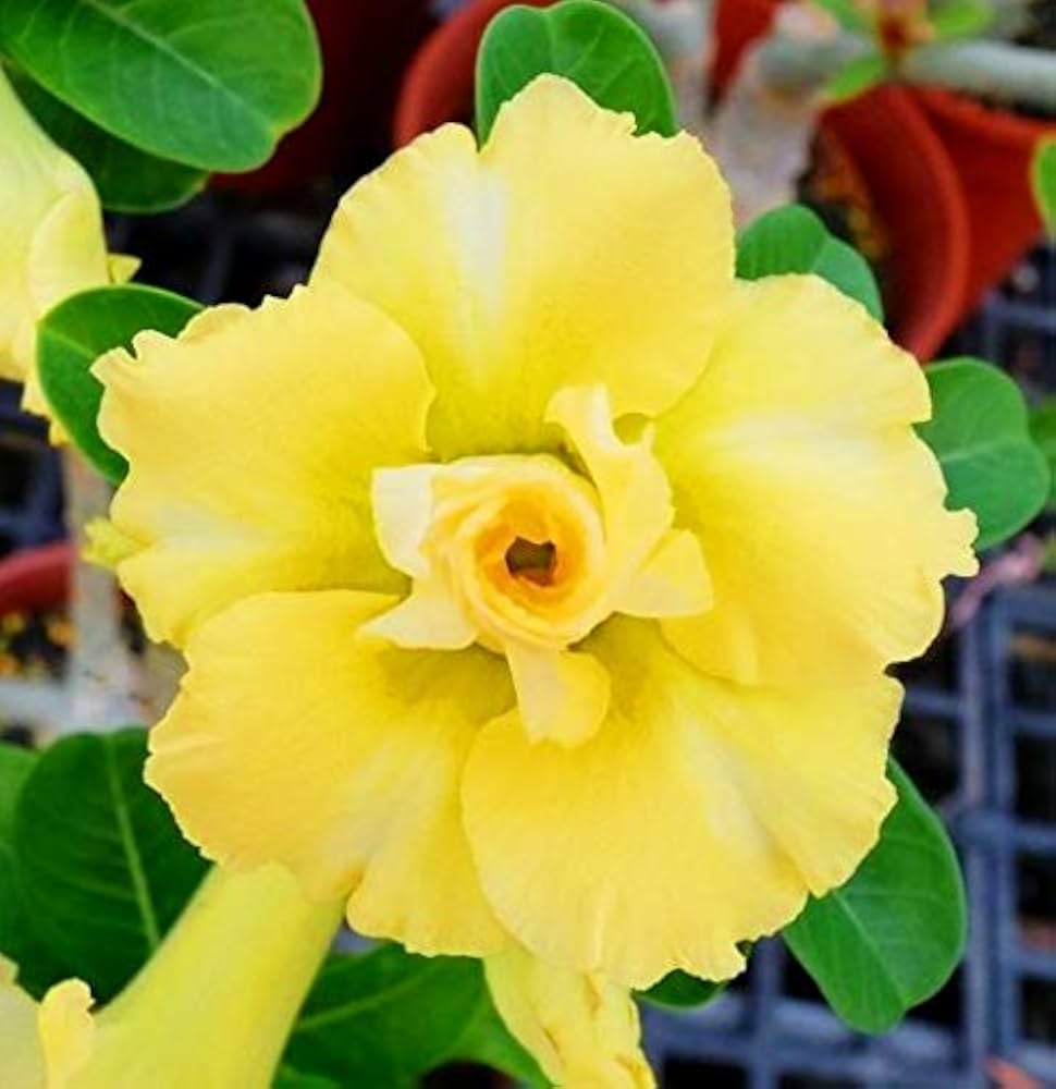 Yellow Adenium flower seeds