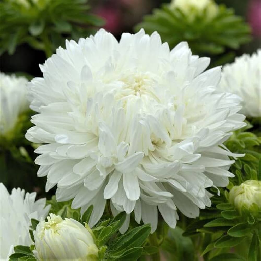 White Peony flower seeds