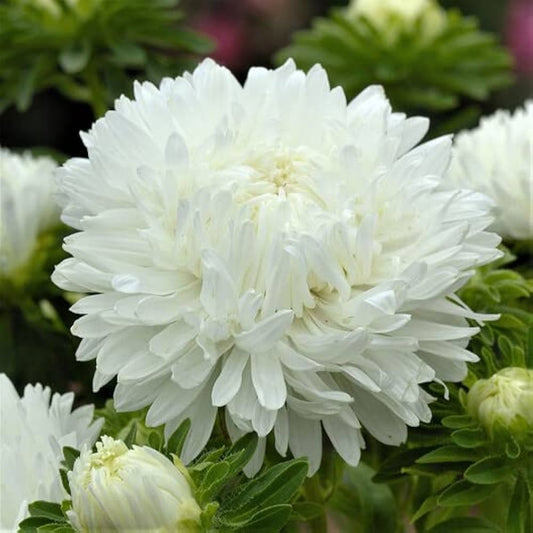 White Peony flower seeds