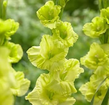 Gladiolus Dark flower seeds