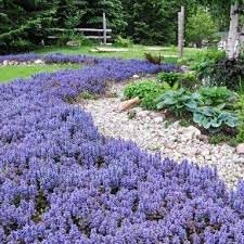 Ajuga flower seeds