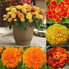 Marigold flower seeds