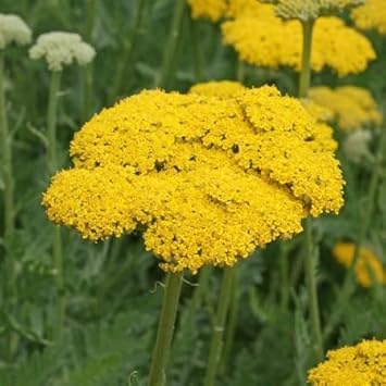 Yarrow flower seeds