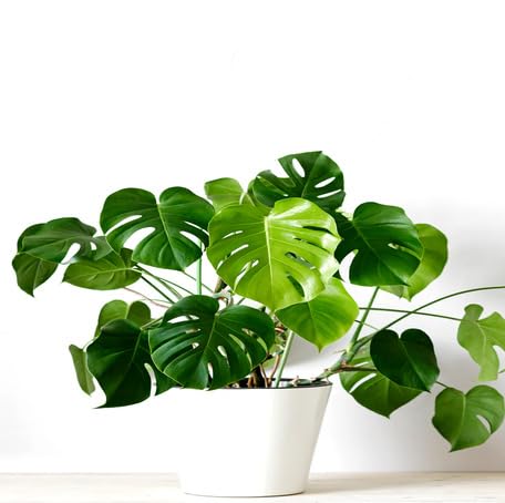 Green Monstera - Heirloom, Non - Gmo Seeds