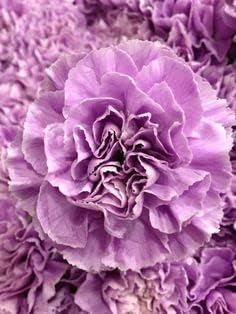 Lavender Carnation flower seeds