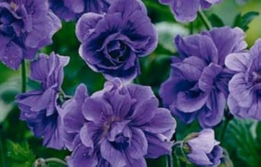 Deep Blue flower seeds